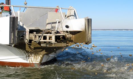 A Chesapeake Bay Foundation boat places hatchery-produced seed oysters on a sanctuary reef. CNS Photo by Greg Masters.